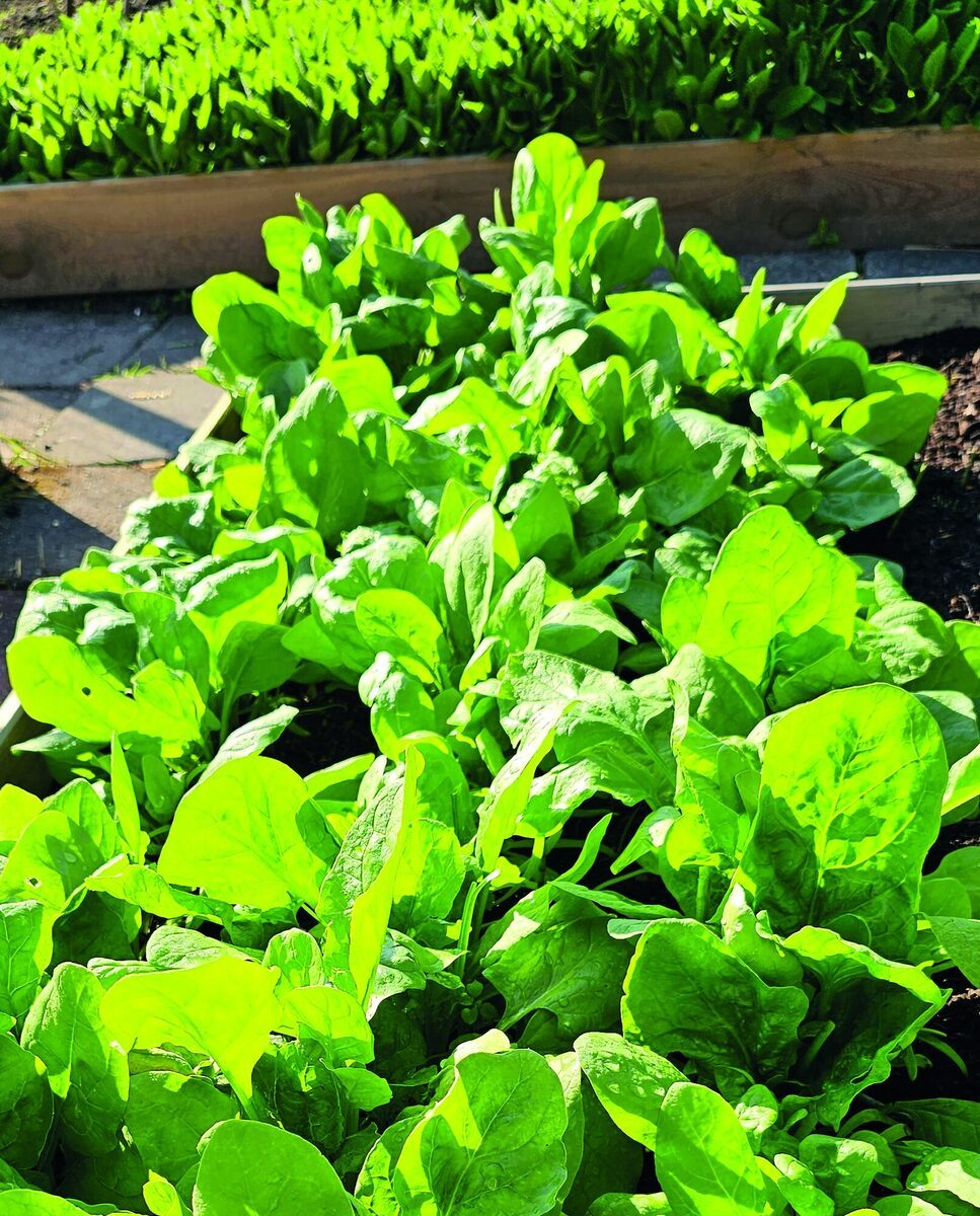Tuiniers aan het werk tussen de groentebedden van een Haarlems tuincomplex